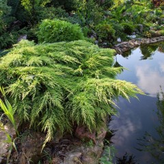 Jałowiec Pfitzera GOLDEN STAR - sadzonka