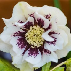 Ciemiernik biały DOUBLE ELLEN SPOTTED WHITE biały w kropki sadzonki