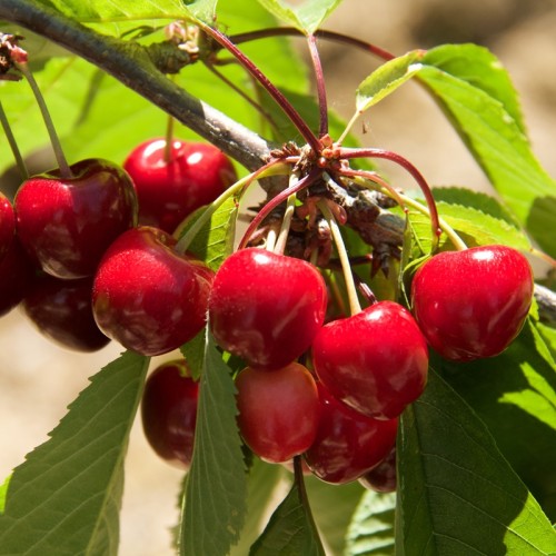 Czereśnia KORDIA drzewko - sadzonki drzewek owocowych