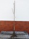 Grusza KONFERENCJA  drzewo - pyrus communis