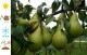 Grusza KONFERENCJA  drzewo - pyrus communis