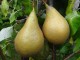 Grusza KONFERENCJA  drzewo - pyrus communis