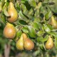 Grusza KONFERENCJA  drzewo - pyrus communis