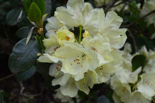 Rhododendron różanecznik GOLDFORT - rarytas