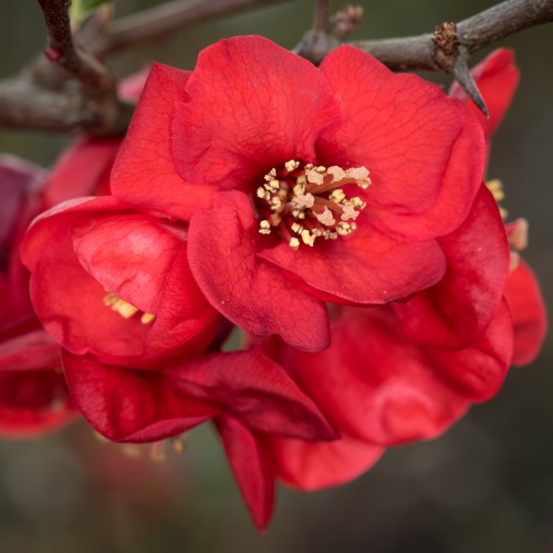 Pigwowiec okazały SIMONII - aromatyczne owoce