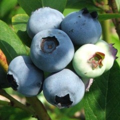 Borówka SPARTAN amerykańska, wysoka - sadzonki 2, 3 letnie