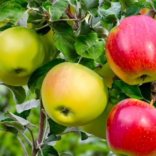 Jabłoń DUO PAPIERÓWKA (Oliwka Żółta) i DELIKATES - dwie odmiany - jedno drzewo