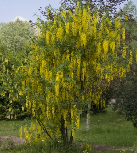 Złotokap Waterera VOSSII - drzewo laburnum watereri
