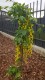 Złotokap Waterera VOSSII - drzewo laburnum watereri
