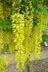 Złotokap Waterera VOSSII - drzewo laburnum watereri