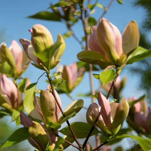 Magnolia żółta, różowa, zielona WOODSMAN - drzewo, krzew sadzonka