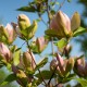 Magnolia żółta, różowa, zielona WOODSMAN - drzewo, krzew sadzonka
