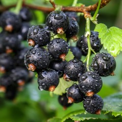 Czarna porzeczka NA PNIU  - sadzonki