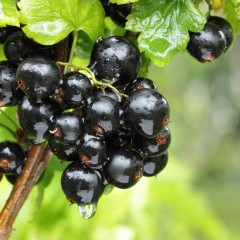 Czarna porzeczka JUBILEJNAJA KOPANIA - sadzonki w doniczce