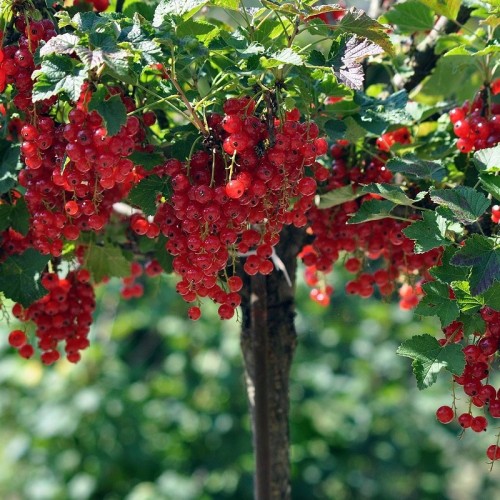 Porzeczka NA PNIU sadzonki - czerwona ROLAN