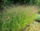 Proso rózgowate WARRIOR -zadziwiająca przemiana