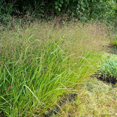 Proso rózgowate WARRIOR - trawa ozdobna