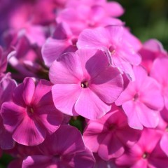 Floks wiechowaty płomyk letni, pachnący OPENING ACT ULTRAPINK