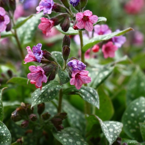 Miodunka, pulmonaria RASPBERRY SPLASH - byliny do cienia