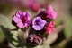 Miodunka, pulmonaria RASPBERRY SPLASH - byliny do cienia