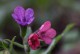 Miodunka, pulmonaria RASPBERRY SPLASH - byliny do cienia