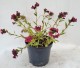 Miodunka, pulmonaria RASPBERRY SPLASH - byliny do cienia