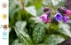 Miodunka, pulmonaria RASPBERRY SPLASH - byliny do cienia