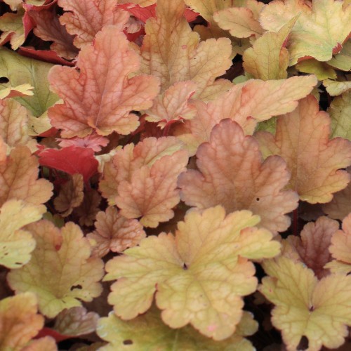 Żurawka ogrodowa sadzonki PEACH FLOMBE - heuchera do cienia