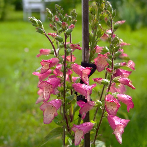 Naparstnica FLAMINGO - obficie i długo kwitnąca