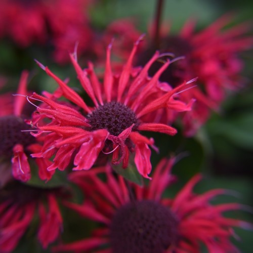 Pysznogłówka BEE HAPPY - szczególnie wartościowa