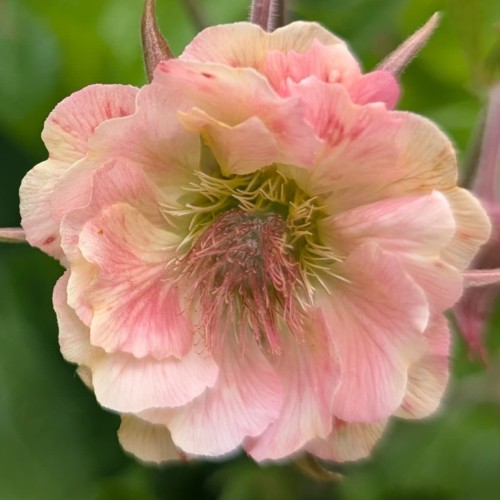 Kuklik PRETTICOATS PEACH - wcześnie kwitnie