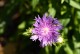 Stokezja stokesia laevis MELS BLUE - niebieskie kwiaty ogrodowe