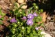 Stokezja stokesia laevis MELS BLUE - niebieskie kwiaty ogrodowe