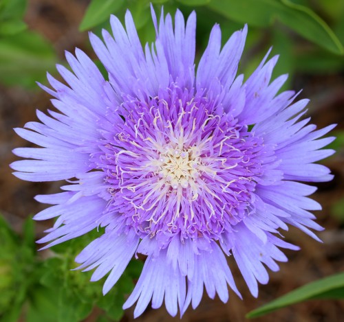 Stokezja stokesia laevis MELS BLUE - niebieskie kwiaty ogrodowe