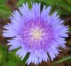 Stokezja stokesia laevis MELS BLUE - niebieskie kwiaty ogrodowe