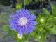 Stokezja stokesia laevis MELS BLUE - niebieskie kwiaty ogrodowe
