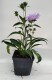 Stokezja stokesia laevis MELS BLUE - niebieskie kwiaty ogrodowe