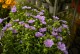 Stokezja stokesia laevis MELS BLUE - niebieskie kwiaty ogrodowe