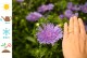 Stokezja stokesia laevis MELS BLUE - niebieskie kwiaty ogrodowe