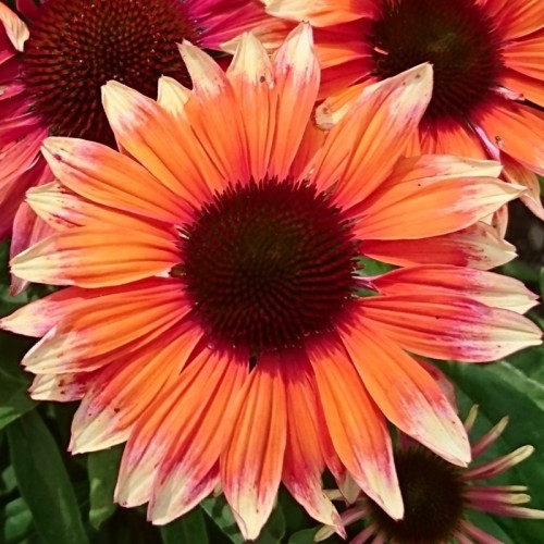 Jeżówka różowa FLAMINGO różowa - sadzonka