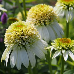 Jeżówka MILKSHAKE biała pełna - sadzonka
