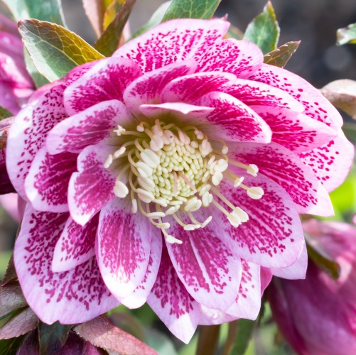 Ciemiernik wschodni DOUBLE ELLEN PINK WHITE EDGE - różowy