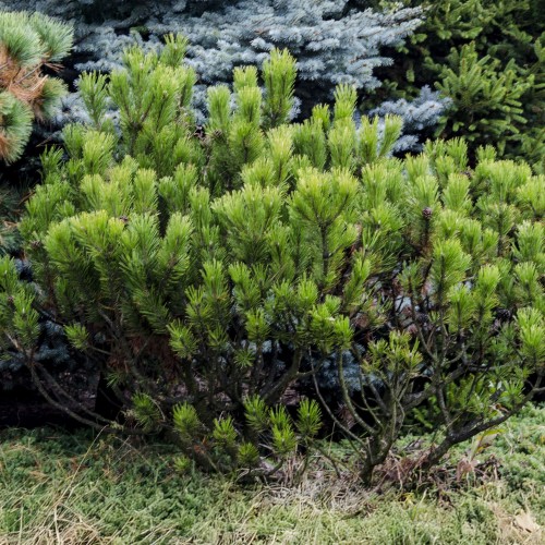 Sosna górska KOSODRZEWINA sadzonki - pinus mugo