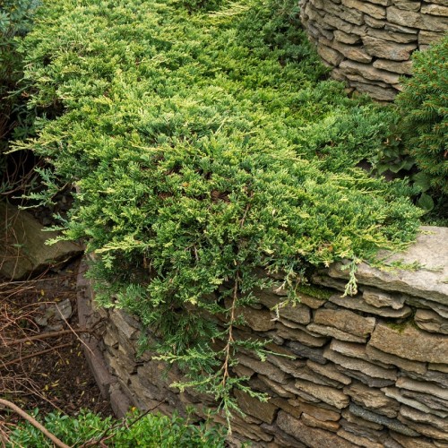 Jałowiec GOLDEN CARPET płożący, sadzonki