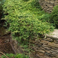 Jałowiec GOLDEN CARPET płożący, sadzonki