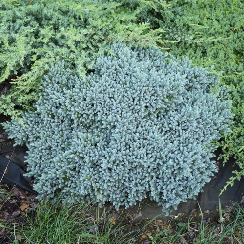 Jałowiec BLUE STAR łuskowaty niebieski sadzonki