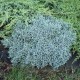 Jałowiec BLUE STAR łuskowaty niebieski sadzonki