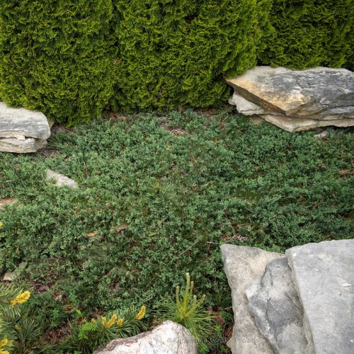 Jałowiec WILTONII płożący szybko rosnący, sadzonki