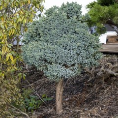 Jałowiec NA PNIU szczepiony BLUE STAR