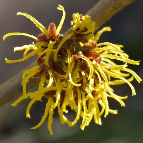 Oczar WESTERSTEDE pośredni, żółty - zimowe kwiaty